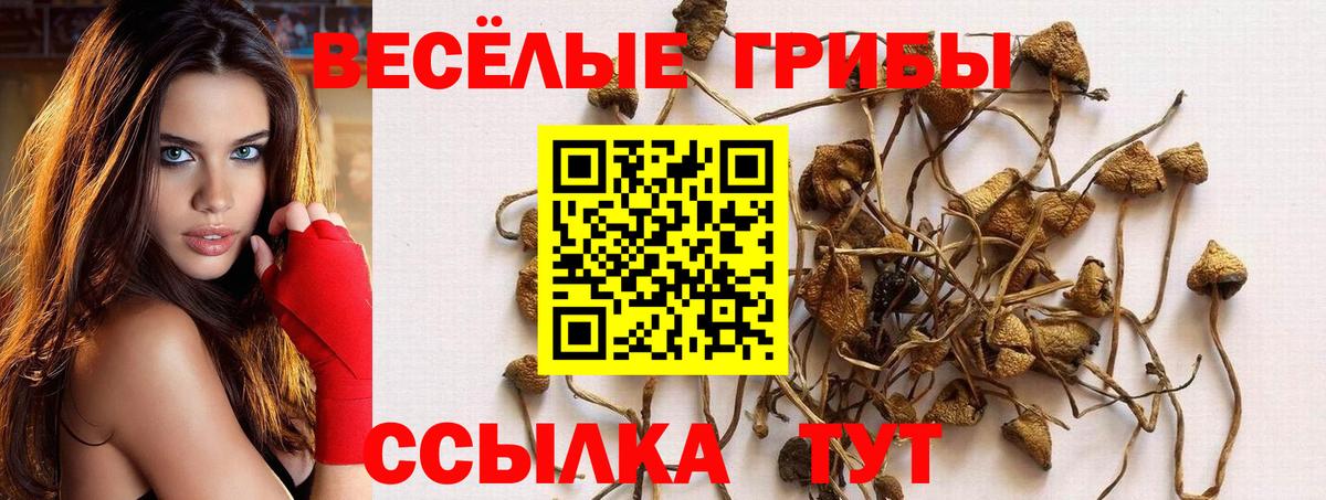 Галлюциногенные грибы Psilocybe  Вход с VPN  Саратов 